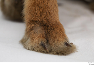 Hare  1 foot 0001.jpg